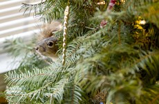 A couple rescued a squirrel, and now it's happily living in their Christmas tree