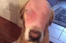 A guy on Facebook fooled people into praying for this dog with a slice of ham on its face