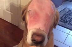 A guy on Facebook fooled people into praying for this dog with a slice of ham on its face