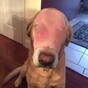 A guy on Facebook fooled people into praying for this dog with a slice of ham on its face