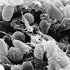 Scientists crack genetic code of Black Death plague