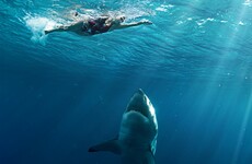 Swimmer mauled in shark attack near Brisbane, Australia
