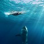 Swimmer mauled in shark attack near Brisbane, Australia