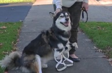 This dog running around on his new 3D printed paws is too cute to handle