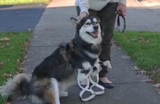 This dog running around on his new 3D printed paws is too cute to handle