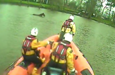 Video: Horse rescued after falling into river and being swept downstream