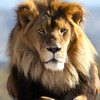 'Win a lion' and kill it if you want to: Conservation raffle sparks criticism
