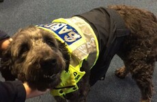 The gardaí found an adorable dog and lost the run of themselves on Twitter