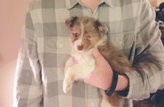 A man with no vision in one eye adopted a one-eyed puppy and everyone is in love