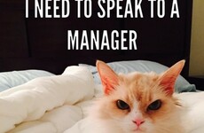 This angry cat was rescued and the internet turned her into a gas meme
