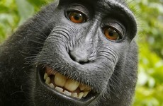 Judge rules selfie monkey can't own photo copyright