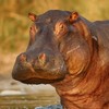 Headless hippo found at Mexico ranch