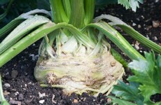 This root vegetable isn't blessed with good looks, but it's popping up on menus everywhere
