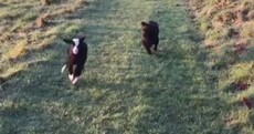 There's a lamb and a puppy in Kilkenny and they're best friends