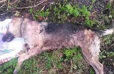 German Shepherd shot in head and dumped in ditch