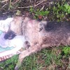 German Shepherd shot in head and dumped in ditch