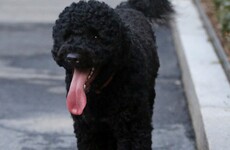 Secret Service foils plot to kidnap President Obama's pet dogs