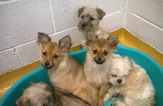 18 pups found in car boot at Dublin Port, one fighting for his life