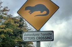 Kildare just scored Ireland's first 'otter crossing' sign