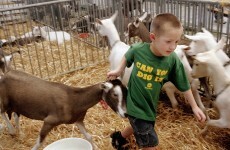 Colorado disqualifies champion goat over failed drug test