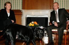 Putin denies trying to scare Angela Merkel with his dog