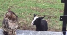 We can't get enough of this cute Kilkenny lamb who thinks she's a dog