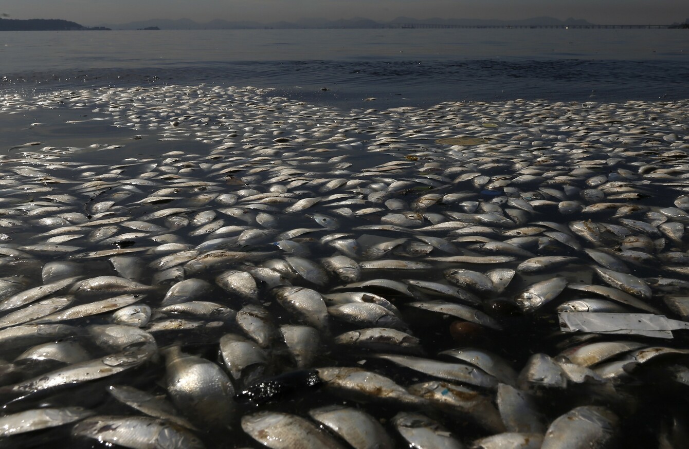 Thousands of dead fish found near Rio's Olympic waters · The42