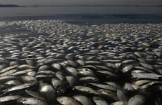 Thousands of dead fish found near Rio's Olympic waters