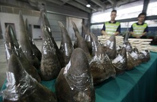 Irish man jailed in Texas for trafficking endangered rhino horns