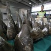 Irish man jailed in Texas for trafficking endangered rhino horns