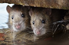 Flooding drives rats out of their homes, and there is a hidden danger to worry about