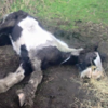 Emaciated pony dumped by Dublin canal was 'too weak to lift her head for food'