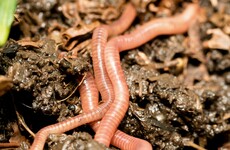 Scientists discover worms as big as snakes... that may help reduce flooding