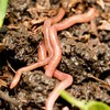 Scientists discover worms as big as snakes... that may help reduce flooding