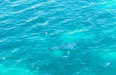 Australian beach evacuated after '23 foot shark' is spotted