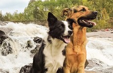 The internet has fallen in love with these two dogs who are best friends