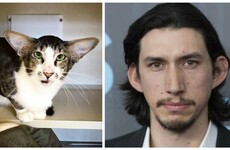 This cat is the spitting image of Kylo Ren from Star Wars
