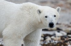 Climate change is 'shrinking' animals