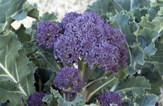 This purple broccoli goes down a treat with parmesan and bread crumbs