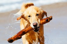 Owners warned not to throw sticks for dogs to chase