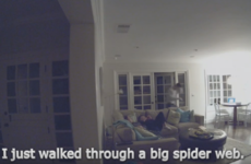 Watch an entire family lose their minds over a poor unfortunate spider