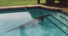 Man wakes up to find 8-foot crocodile in his swimming pool