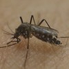 Zika virus: Travel warning issued for pregnant Irish women