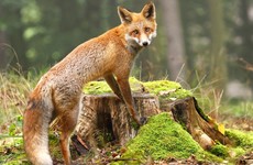 Wife of local councillor receives 20 stitches to face and body after being mauled by fox
