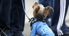 Dublin dogs and January trophies - the best pictures from the GAA weekend