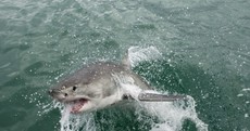 Huge shark jumps three metres onto fishing boat