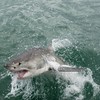 Huge shark jumps three metres onto fishing boat