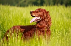 Sitdown Sunday: The true tale of the Crufts dog show murder