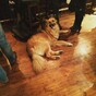 Dublin pub MVP has been forced to stop letting dogs in