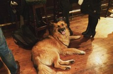 A Dublin pub has been told to stop letting dogs in